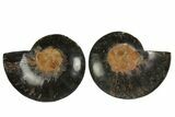 Cut/Polished Ammonite Fossil - Unusual Black Color #169567-1